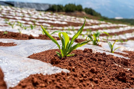 土壤水分測定儀完善農(nóng)業(yè)用水制度實現(xiàn)科學化
